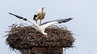 Storchennest