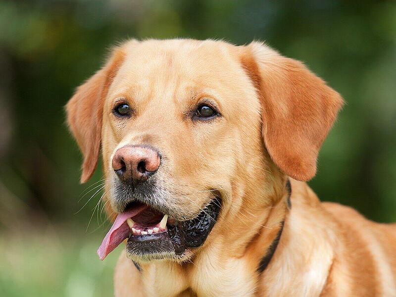 Kreis Kulmbach: Hund beißt Frau ins Bein – Polizei sucht Hundehalterin Kreis Kulmbach: Hund beißt Frau ins Bein – Polizei sucht Hundehalterin