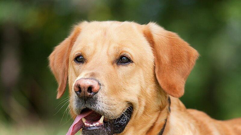 Kreis Kulmbach: Hund bei&szlig;t Frau ins Bein &ndash; Polizei sucht Hundehalterin