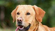 Ringheim: 13-J&auml;hrige aus dem Nichts von Hund attackiert - mit Bissverletzungen in Kinderklinik