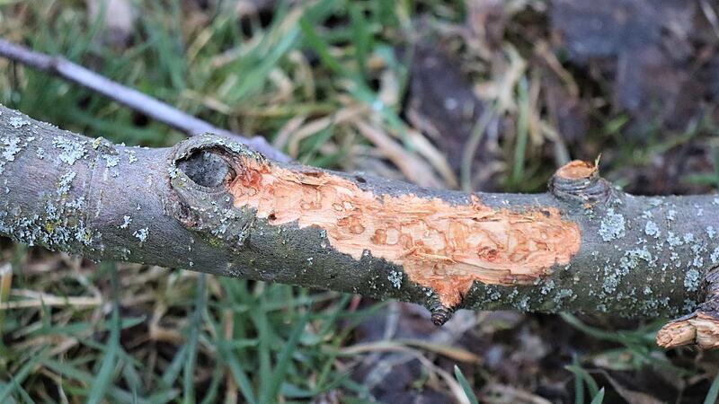 Einstweilen liegengebliene Zweige vom Obstbaumschnitt werden von Hasen und Rehen gerne angenommen. Einstweilen liegengebliene Zweige vom Obstbaumschnitt werden von Hasen und Rehen gerne angenommen.
