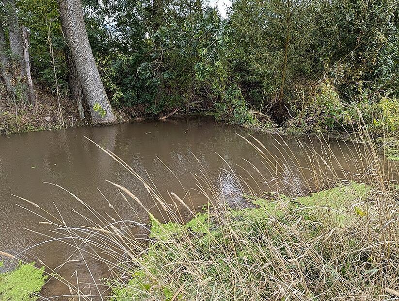 Der See wird vom Biberdamm (im Hintergrund) gebildet. Der See wird vom Biberdamm (im Hintergrund) gebildet.