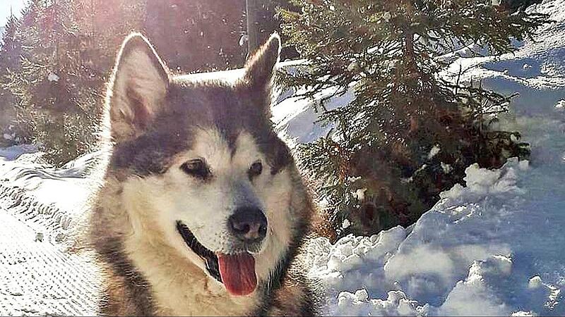 Ein Bild von Mara, wie sie ihre Besitzer am liebsten in Erinnerung behalten.