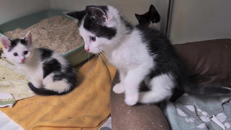 Drei kleine K&auml;tzchen wurden im Wald ausgesetzt und fanden im Kronacher Tierheim Unterschlupf