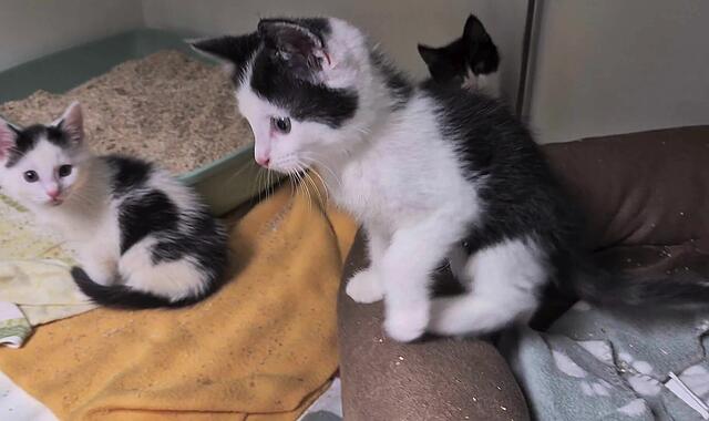 Drei kleine Kätzchen wurden im Wald ausgesetzt und fanden im Kronacher Tierheim Unterschlupf Drei kleine Kätzchen wurden im Wald ausgesetzt und fanden im Kronacher Tierheim Unterschlupf