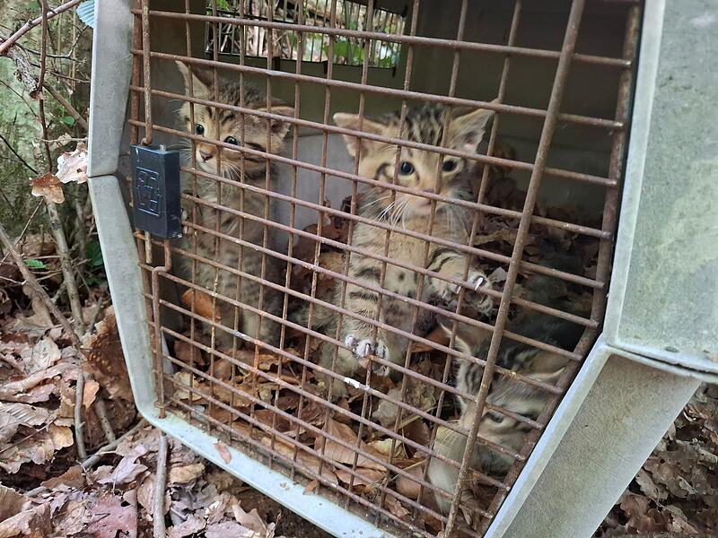 Versehentlich mitgenommene Wildkatzen wieder freigelassen Versehentlich mitgenommene Wildkatzen wieder freigelassen