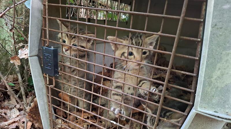 Versehentlich mitgenommene Wildkatzen wieder freigelassen Versehentlich mitgenommene Wildkatzen wieder freigelassen