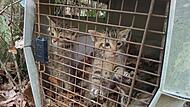 Versehentlich mitgenommene Wildkatzen wieder freigelassen Versehentlich mitgenommene Wildkatzen wieder freigelassen