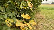 Der Abbau des gr&uuml;nen Chlorophylls gibt den Bl&auml;ttern gelbliche bis r&ouml;tliche Farbt&ouml;ne.Forchheim & Fr&auml;nkische Schweiz