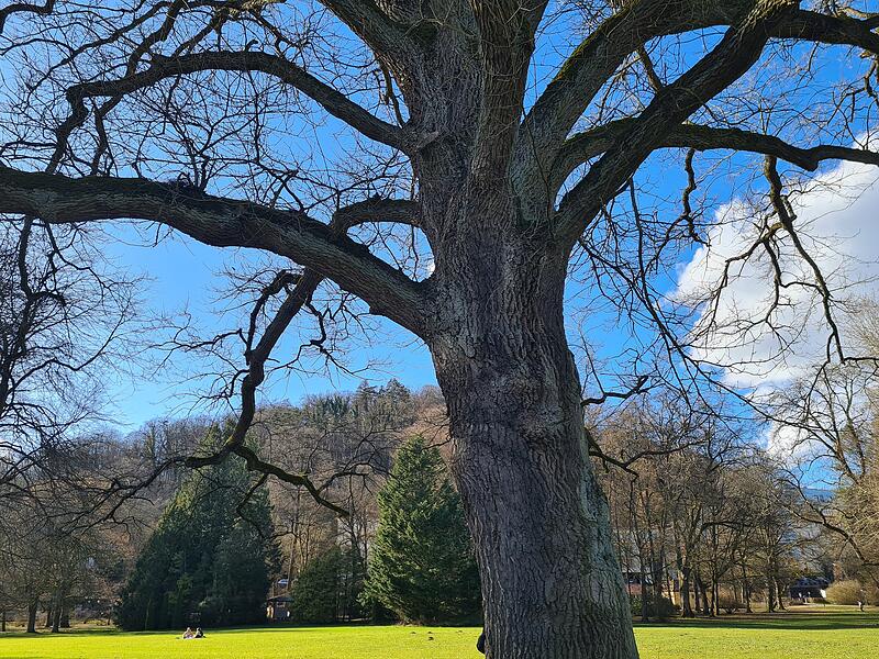 Die Schiller-Eiche im Luitpoldpark in Bad Kissingen: &bdquo;Blauer Himmel, wei&szlig;e Wolken und die Sonne auf dem gr&uuml;nen Rasen machen Lust auf noch mehr Fr&uuml;hling.&ldquo;