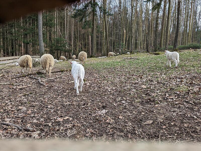 Lämmer Hundshaupten Lämmer Hundshaupten