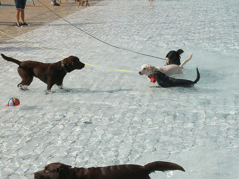 Hundebadetag Aquaria 2024Hundebadetag im Aquaria 2024 Hundebadetag Aquaria 2024Hundebadetag im Aquaria 2024