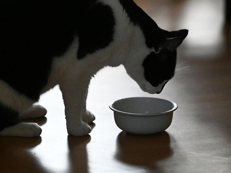 Katze frisst Katzenfutter Katze frisst Katzenfutter