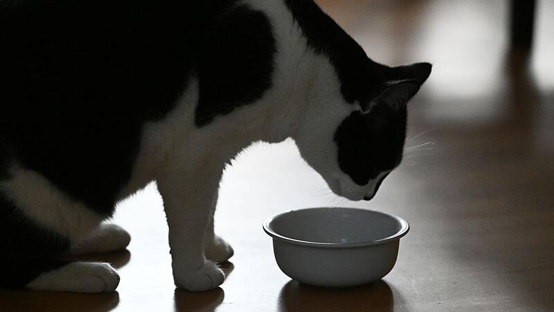 Katze frisst Katzenfutter