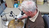 Bernd Neubig begutachtet einen Ceratiten auf Bewuchs. Dieses beachtliche Fossil mit einem Durchmesser von fast 40 Zentimetern hat Bernd Neubig in der Nähe von Pfersdorf selbst gefunden.