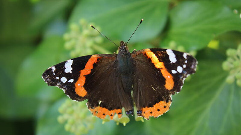 Ein Admiral breitet seine Fl&uuml;gel aus.