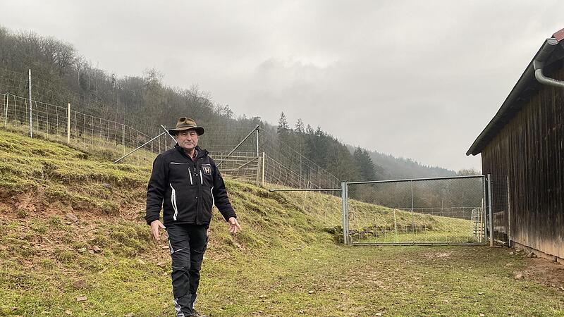 Hier, gleich hinter dem hohen Tor und neben einem Unterstand, hat ein Wolf im November und Dezember imDamwildgehege von Norbert Hutzelmann zweimal zugeschlagen.