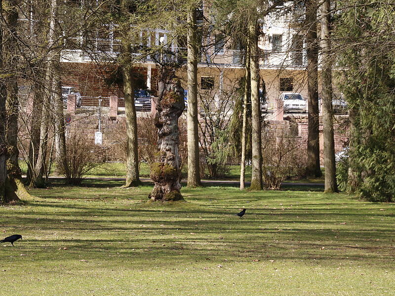 Vögel genießen die Sonne im KurgartenDie ersten Frühlingsboten in Bad Kissingen Vögel genießen die Sonne im Kurgarten
