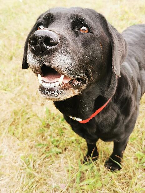 Spenden für Hündin Bonnie