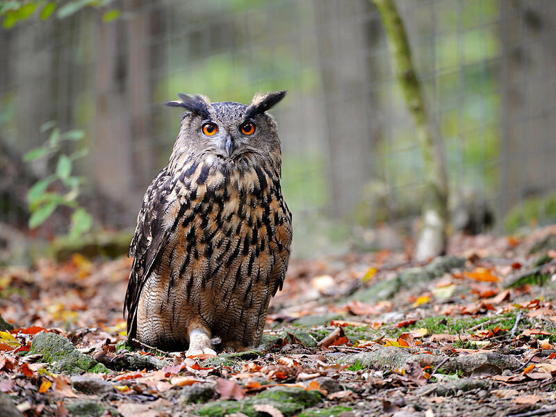 Der Uhu (Bubo bubo) ist weltweit die gr&ouml;&szlig;te Eulenart.