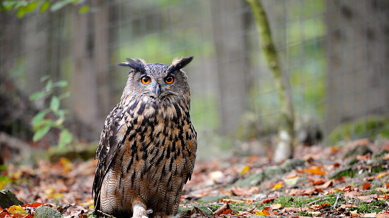 Der Uhu (Bubo bubo) ist weltweit die gr&ouml;&szlig;te Eulenart.