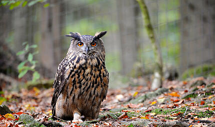 Der Uhu (Bubo bubo) ist weltweit die gr&ouml;&szlig;te Eulenart.