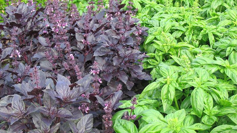 Basilikum gibt es in vielf&auml;ltigen Sorten. Foto: Bayerische Gartenakademie