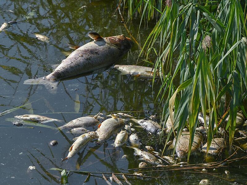 Tote Fische Die Gründe für das Fischsterben in der Kleinen Weisach sind klar: Zu wenig Sauerstoff und zu niedriger Wasserstand.