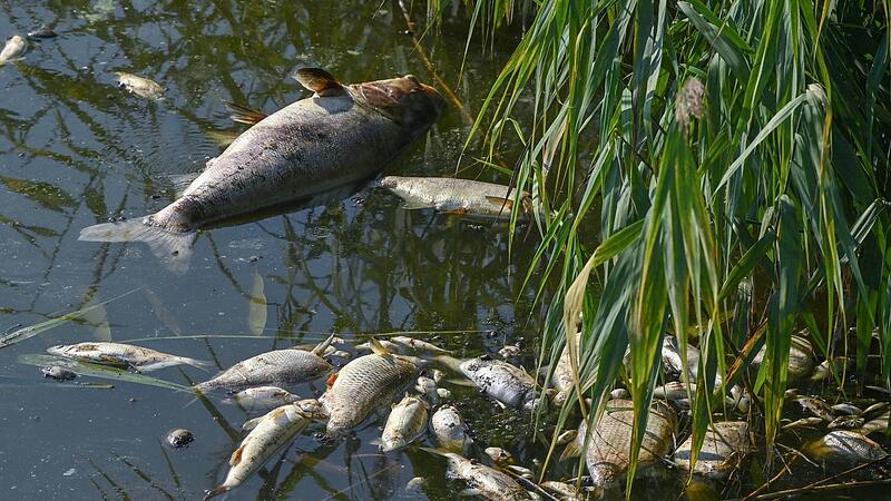 Tote Fische Die Gründe für das Fischsterben in der Kleinen Weisach sind klar: Zu wenig Sauerstoff und zu niedriger Wasserstand.