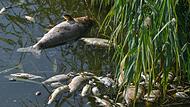 Die Gr&uuml;nde f&uuml;r das Fischsterben in der Kleinen Weisach sind klar: Zu wenig Sauerstoff und zu niedriger Wasserstand.