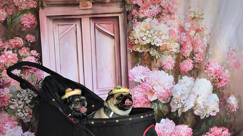 Vor tollem Hintergrund konnten sich die Zamperl beim „Kronacher Hundezauber“ fotografieren lassen. Vor tollem Hintergrund konnten sich die Zamperl beim „Kronacher Hundezauber“ fotografieren lassen.