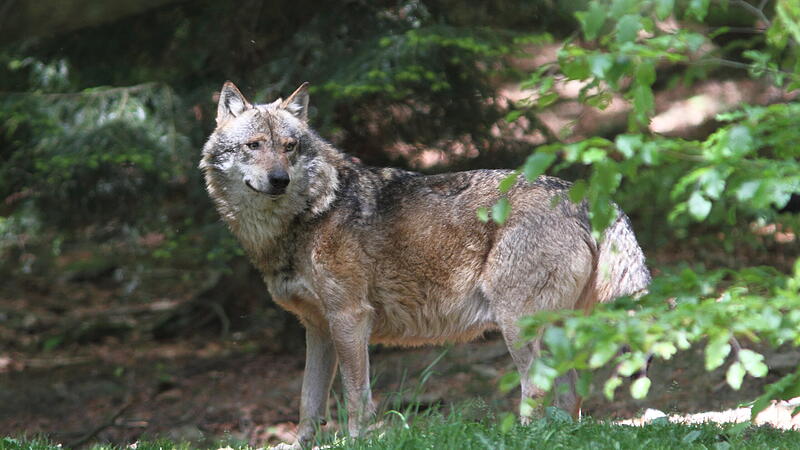 Der Angriff eines Wolfs auf Weidetiere ist in der Rhön nicht mehr unrealistisch.