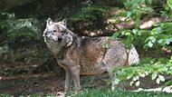 Der Angriff eines Wolfs auf Weidetiere ist in der Rhön nicht mehr unrealistisch.