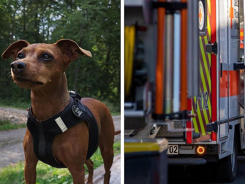 Zwergpinscher beleidigt: Rentner landet deswegen im Krankenhaus