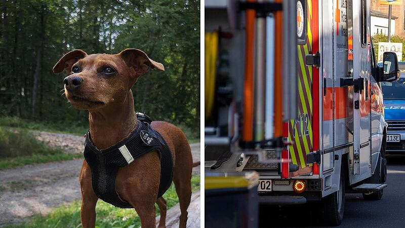 Zwergpinscher beleidigt: Rentner landet deswegen im Krankenhaus Zwergpinscher beleidigt: Rentner landet deswegen im Krankenhaus