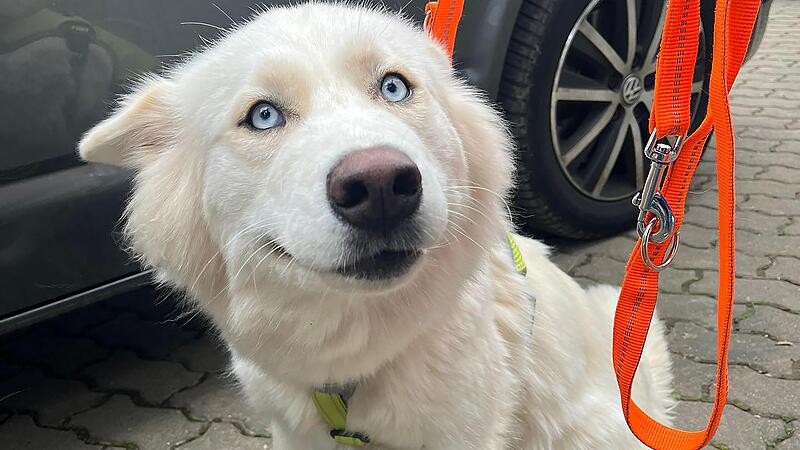 Notfall im Tierheim Lichtenfels: Dieser Hund scheint verst&ouml;rt zu sein, er wurde aus seiner gewohnten Umgebung herausgerissen.