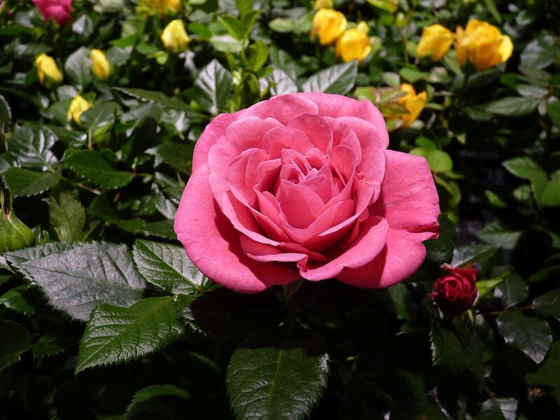 Ein Rundgang in Fotos: Das Angebot in den neuen Gesch&auml;ftsr&auml;umen von Blumen Lechner in H&ouml;chstadt