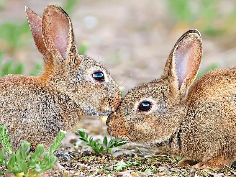 Das Paradoxe ist: Zwar z&auml;hlt das Wildkaninchen immer noch zu den 100 gef&auml;hrlichsten Neobiota weltweit. Trotzdem wird es mittlerweile als weltweit gef&auml;hrdet eingestuft. Markus Gl&auml;ssel, LBV-Archiv