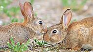 Das Paradoxe ist: Zwar z&auml;hlt das Wildkaninchen immer noch zu den 100 gef&auml;hrlichsten Neobiota weltweit. Trotzdem wird es mittlerweile als weltweit gef&auml;hrdet eingestuft. Markus Gl&auml;ssel, LBV-Archiv