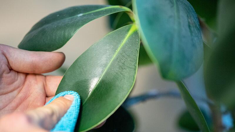 Blatt wird abgestaubt