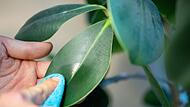 Blatt wird abgestaubt