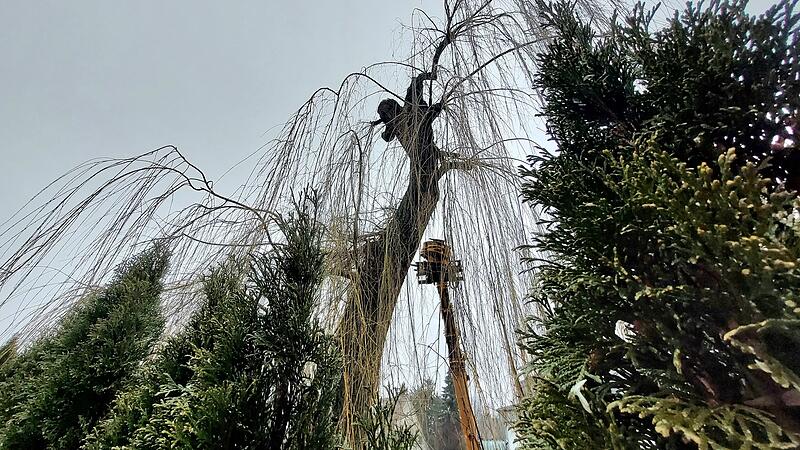 Trauerweide in Forchheim gefällt - ohne GenehmigungForchheim & Fränkische Schweiz Trauerweide in Forchheim gefällt - ohne GenehmigungForchheim & Fränkische Schweiz