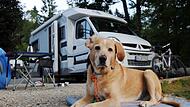 Campen mit Hund Campen mit Hund