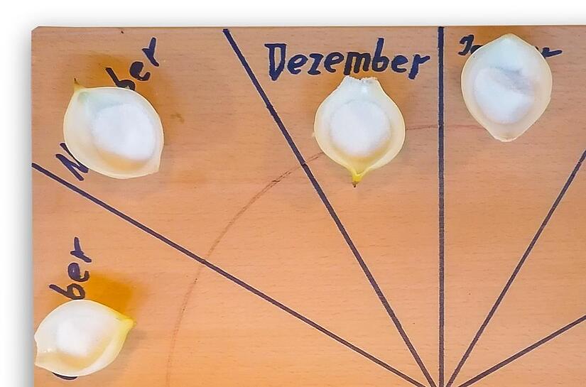 Unschlagbar richtig liegt das Zwiebelorakel bei der Vorhersage des Wetters  f&uuml;r das n&auml;chste Jahr. Kurt Markert aus Zeil hat die Zwiebel wieder ausgelegt in der Silvesternacht. Und Aufregendes f&uuml;r 2023 erfahren.