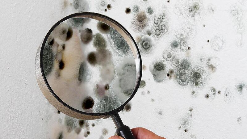 In einer dezentralen Flüchtlingsunterkunft in Forchheim sollen es Wände mit Schimmel gegeben haben. Bilder aus der Unterkunft, die der Redaktion vorliegen, belegen dies. Aus juristischen Gründen hat sich die Redaktion gegen eine Veröffentlichung entschieden.Forchheim & Fränkische Schweiz In einer dezentralen Flüchtlingsunterkunft in Forchheim sollen es Wände mit Schimmel gegeben haben. Bilder aus der Unterkunft, die der Redaktion vorliegen, belegen dies. Aus juristischen Gründen hat sich die Redaktion gegen eine Veröffentlichung entschieden.Forchheim & Fränkische Schweiz
