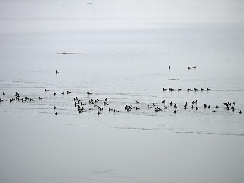 Wegsperre für Spaziergänger nach Vogelgrippe-Verdacht