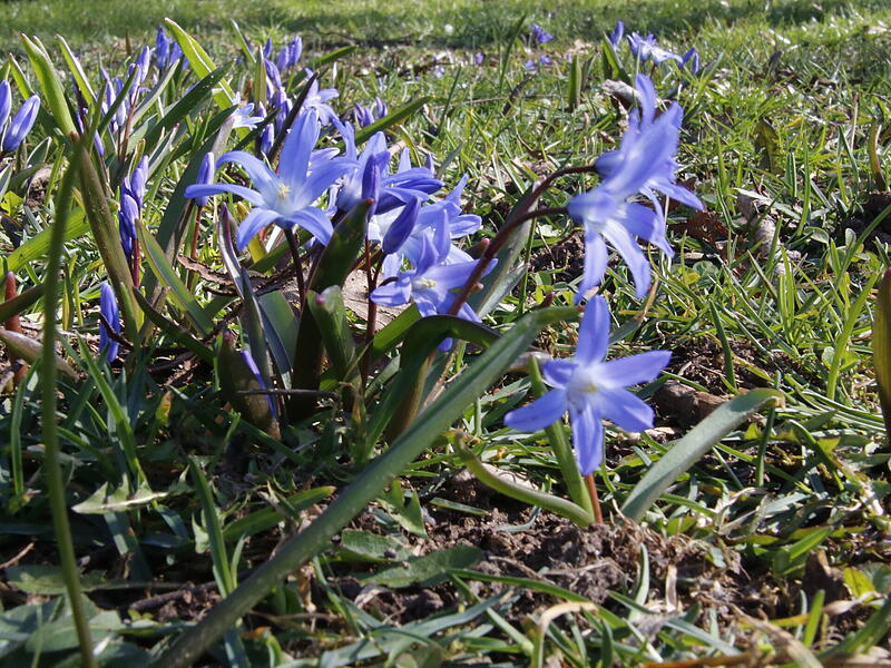 Die ersten Blumen blühen im KurgartenDie ersten Frühlingsboten in Bad Kissingen Die ersten Blumen blühen im Kurgarten