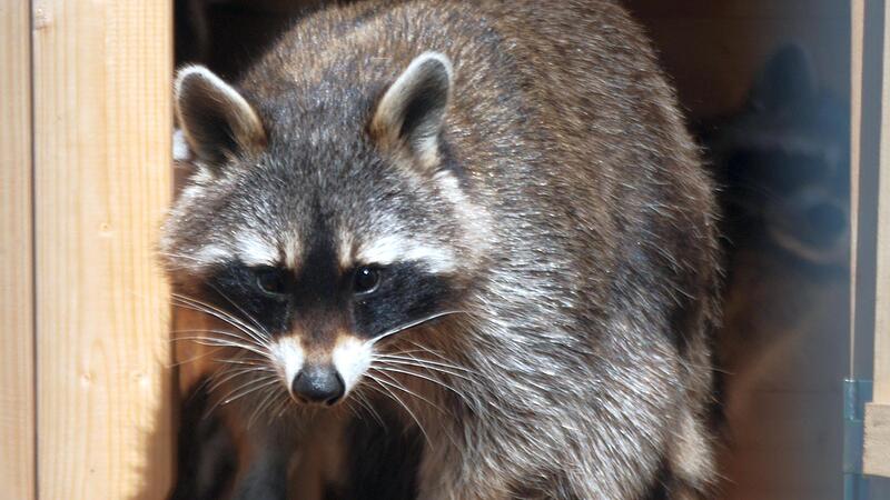 Edmund Stoibers Problemb&auml;r war von einem anderen Kaliber, aber auch der Waschb&auml;r ist nicht nur niedlich.