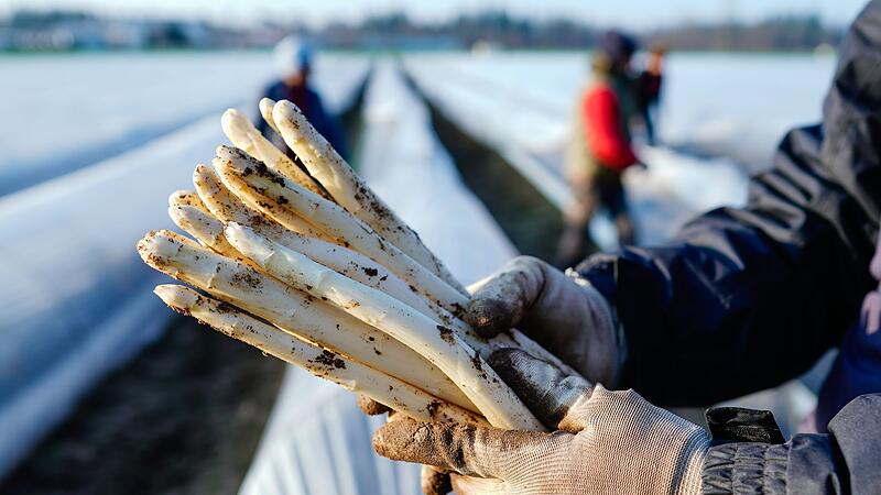 Spargelsaison beginnt