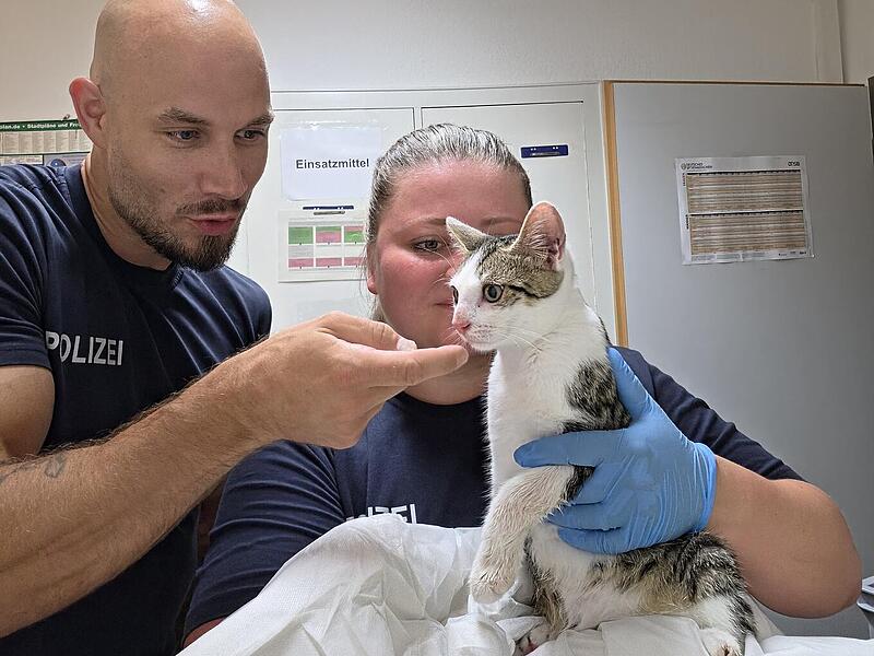 Bamberg: Katze an Bahnhof ausgesetzt - Polizei kümmert sich liebevoll Bamberg: Katze an Bahnhof ausgesetzt - Polizei kümmert sich liebevoll
